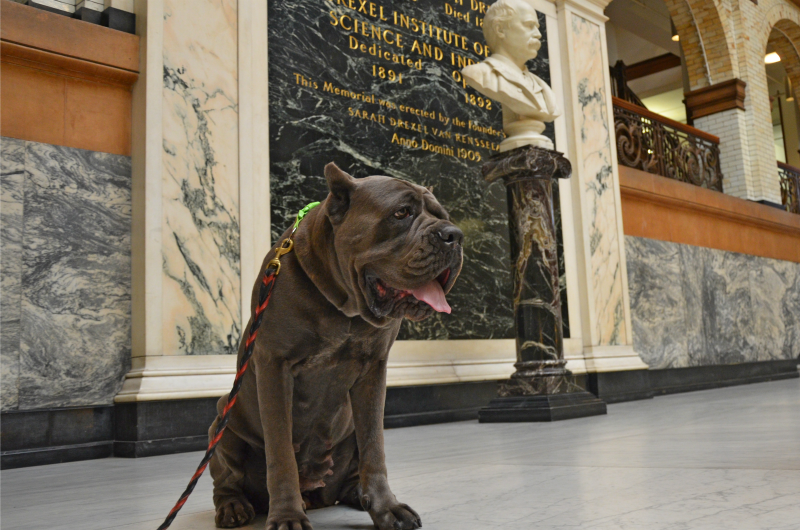 Chai is a Cane Corso purebred and certified therapy dog.